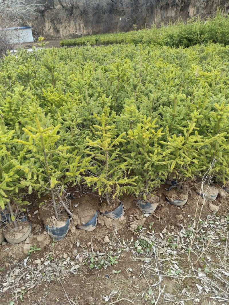 云杉杯苗1米起步土球质量好成活率高
