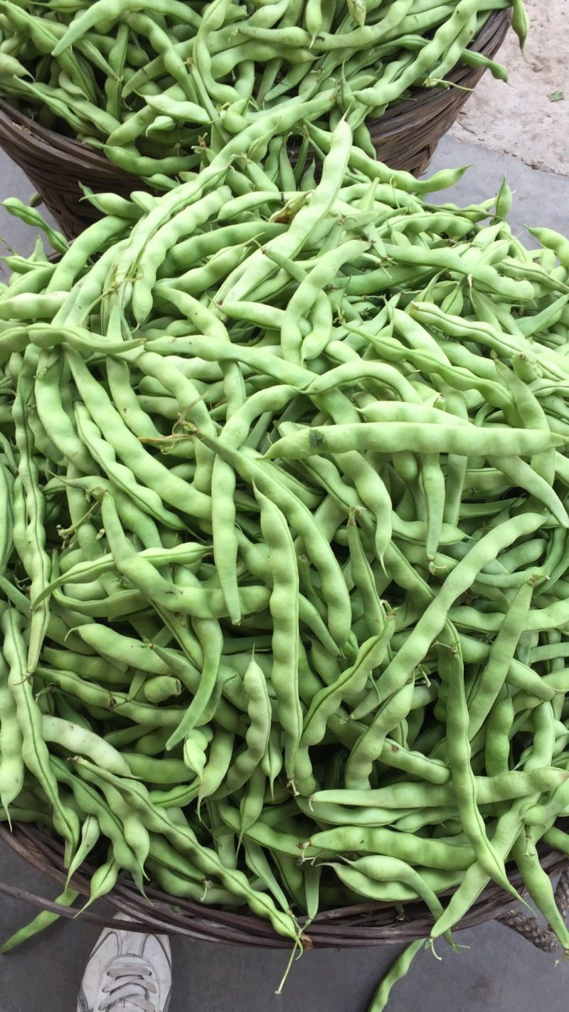 大青豆四月中旬大量上市，价格随行情，欢迎大家关注