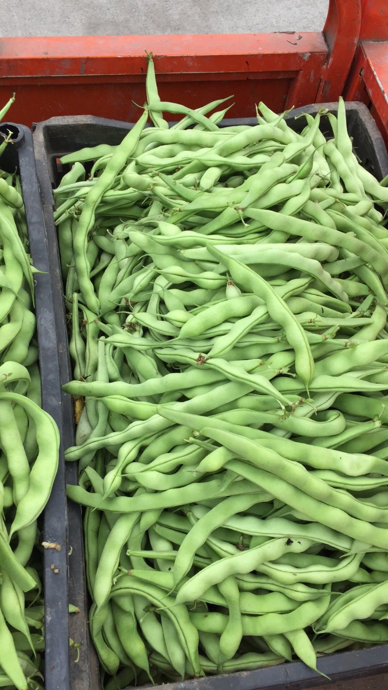 大青豆四月中旬大量上市，价格随行情，欢迎大家关注