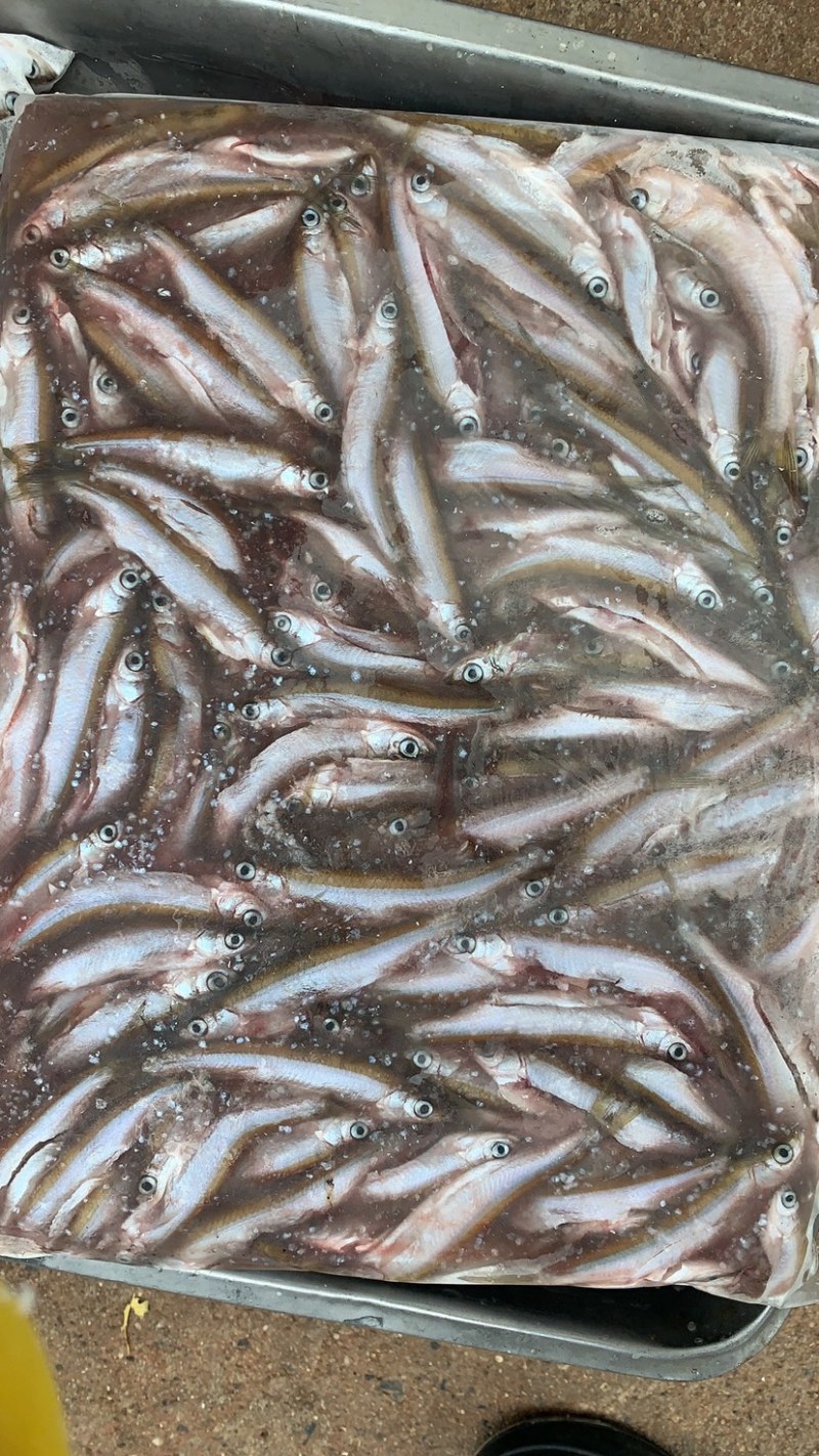 小白条