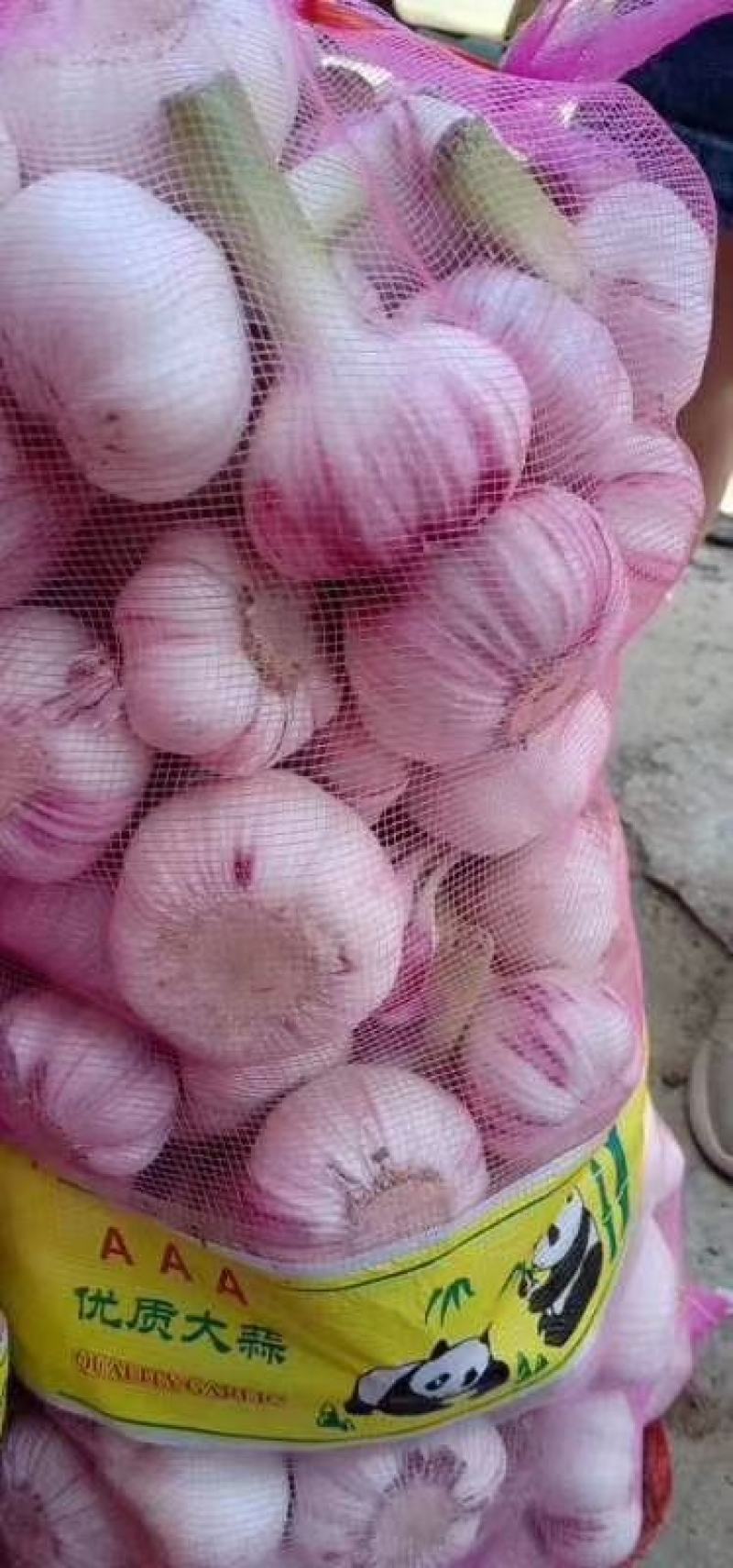 新鲜大蒜毛蒜2025新鲜大蒜头，去皮大蒜，代发全国