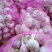 新鲜大蒜毛蒜2025新鲜大蒜头，去皮大蒜，代发全国