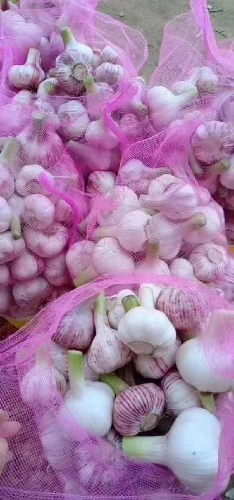 新鲜大蒜毛蒜2025新鲜大蒜头，去皮大蒜，代发全国