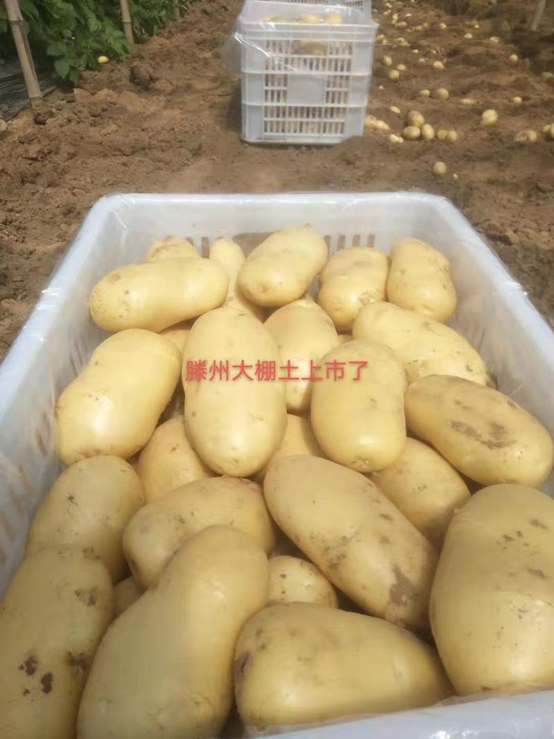 土豆滕州大棚荷兰十五，沃土，v7百分之六去称无装箱费用
