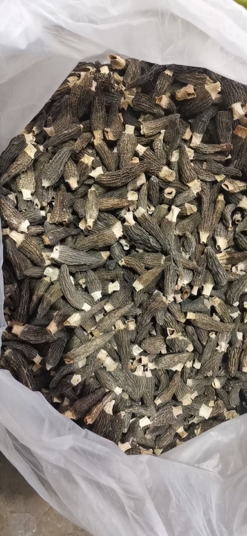 羊肚菌产地做货一手货源代发，整件发。来自大山的原生态食材