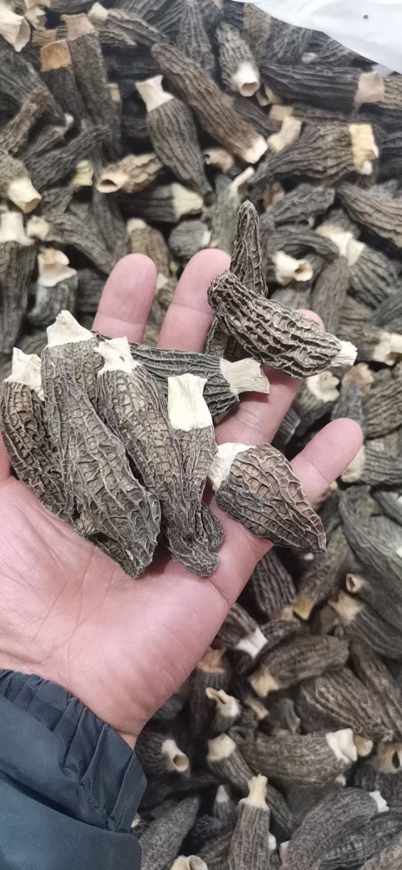 羊肚菌产地做货一手货源代发，整件发。来自大山的原生态食材