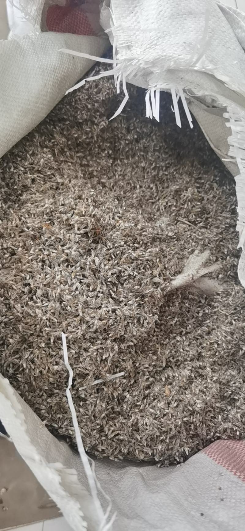 粉黛乱子草种子网红草花种籽子毛芒乱子草多年生花种子花种籽