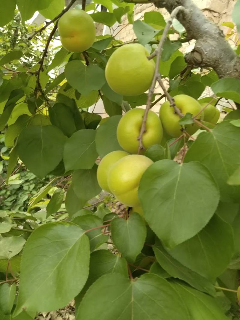 温棚优质金太阳杏大量上市基地直供货源充足