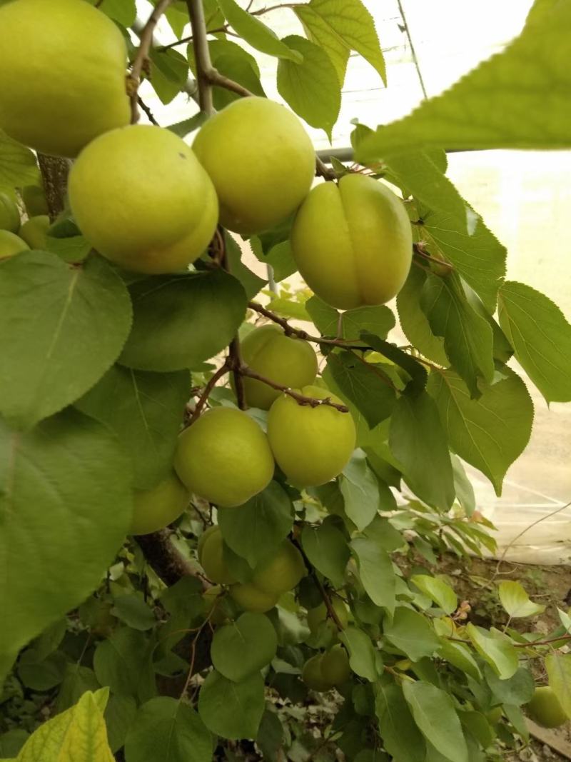 温棚优质金太阳杏大量上市基地直供货源充足