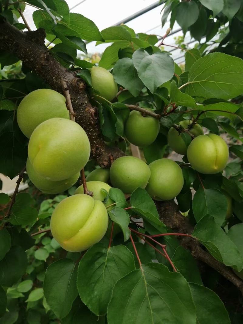 温棚优质金太阳杏大量上市基地直供货源充足