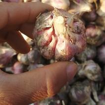 云南老品种红皮香蒜，批发和零售