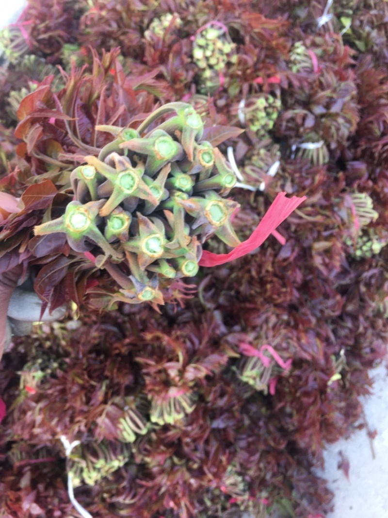 沂蒙红油香椿，头茬露天红油香椿开始下大货了，不支持线上