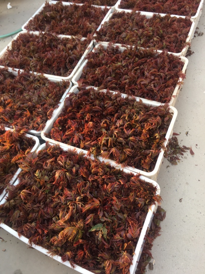 沂蒙红油香椿，头茬露天红油香椿开始下大货了，不支持线上