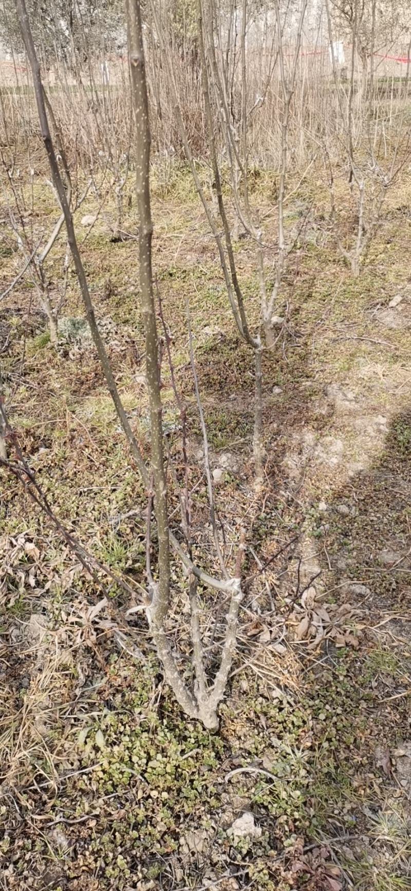优质嫁接花椒树，有需要的老板联系
