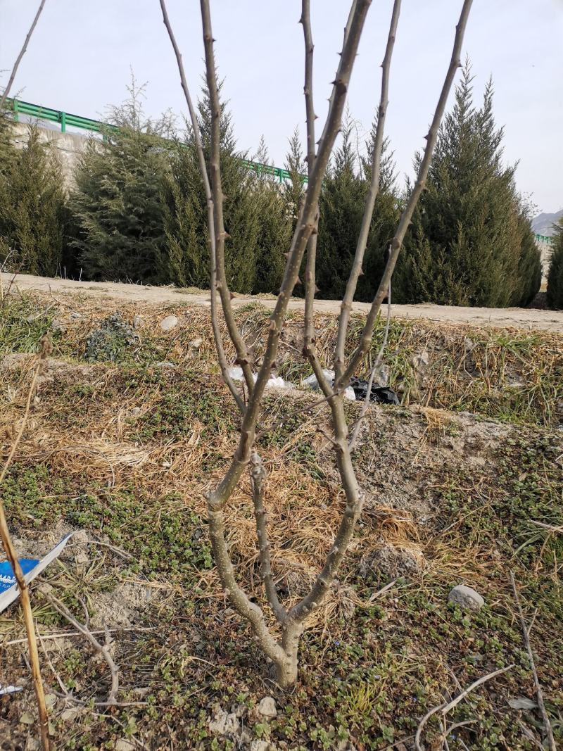 优质嫁接花椒树，有需要的老板联系