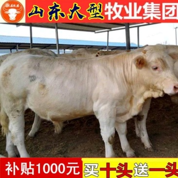 夏洛莱牛夏洛莱免费送货养殖补贴10000万