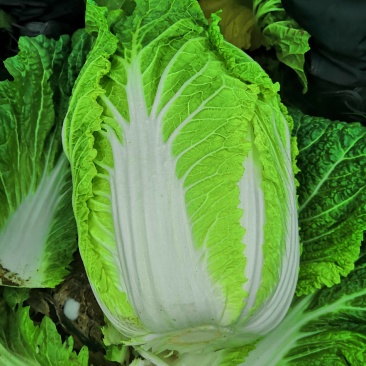 蔬菜基地大量供应黄心白菜