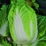 蔬菜基地大量供应黄心白菜