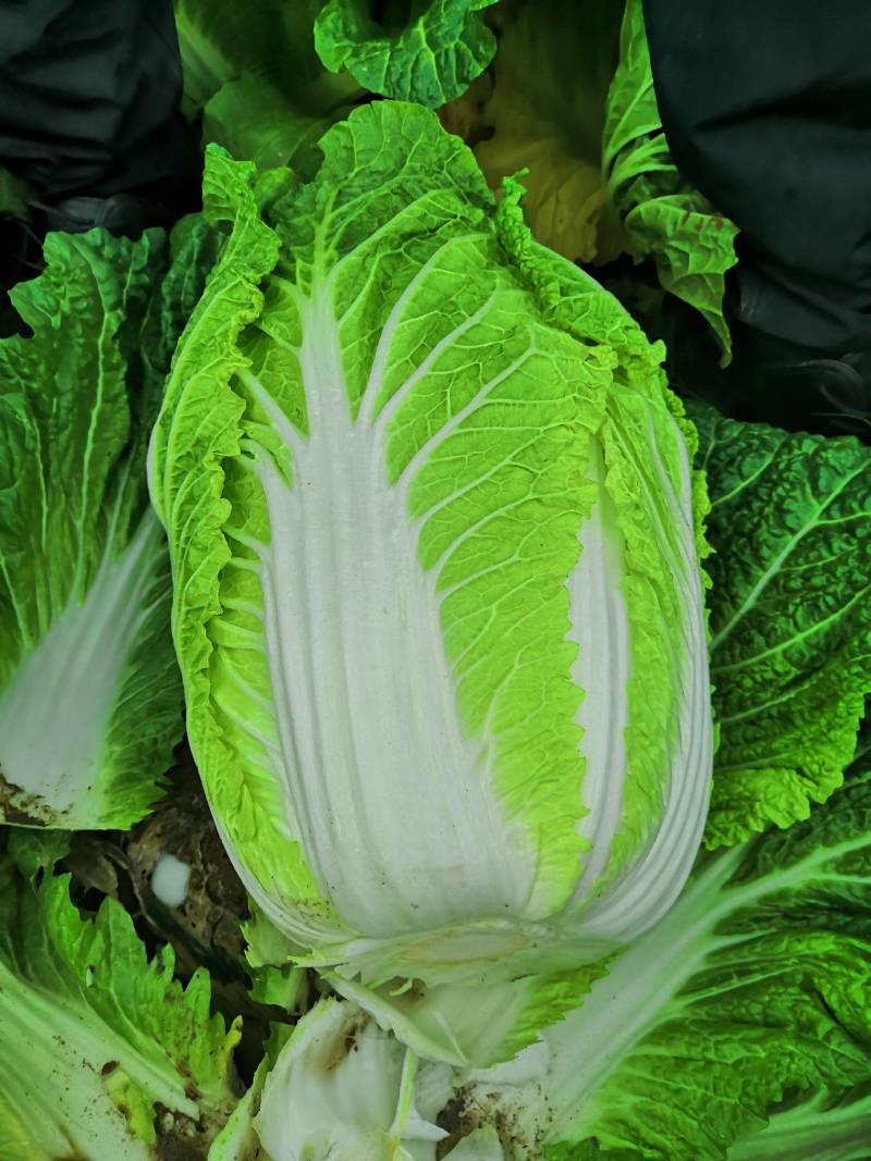 蔬菜基地大量供应黄心白菜