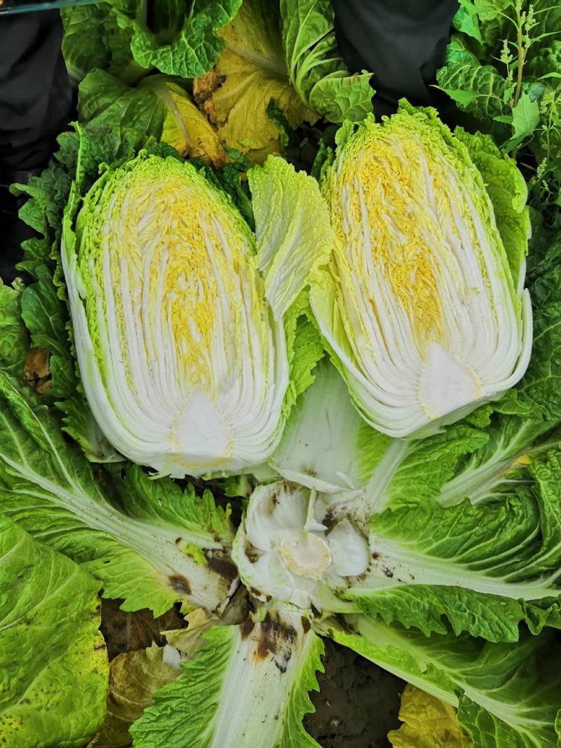 蔬菜基地大量供应黄心白菜