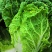 蔬菜基地大量供应黄心白菜