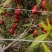 【推荐】山东万亩油桃产地直发量大从优欢迎来电咨询！