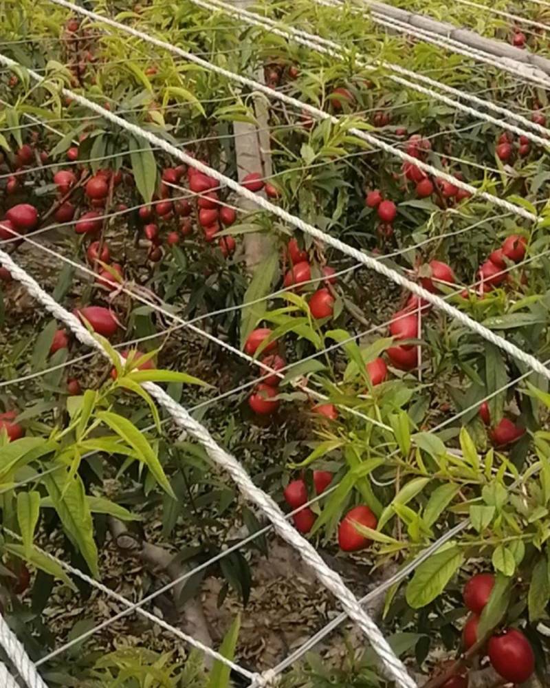 【推荐】山东万亩油桃产地直发量大从优欢迎来电咨询！