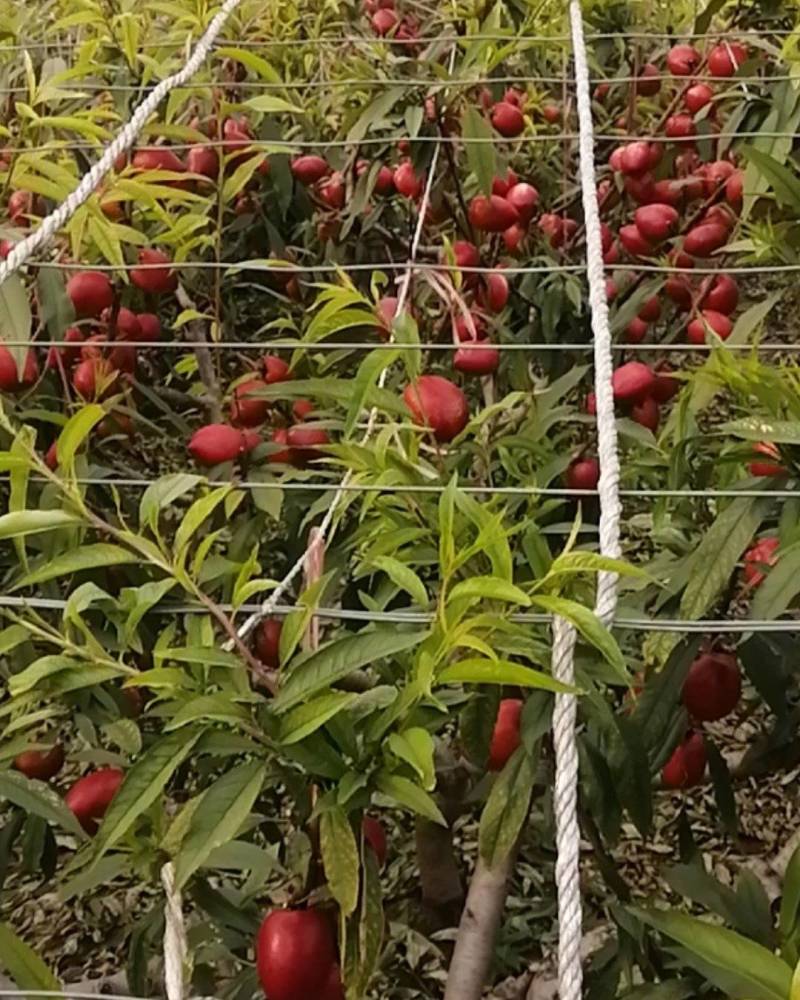 【推荐】山东万亩油桃产地直发量大从优欢迎来电咨询！