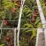 【推荐】山东万亩油桃产地直发量大从优欢迎来电咨询！