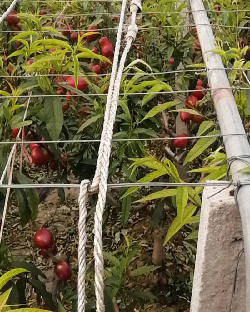 【推荐】山东万亩油桃产地直发量大从优欢迎来电咨询！