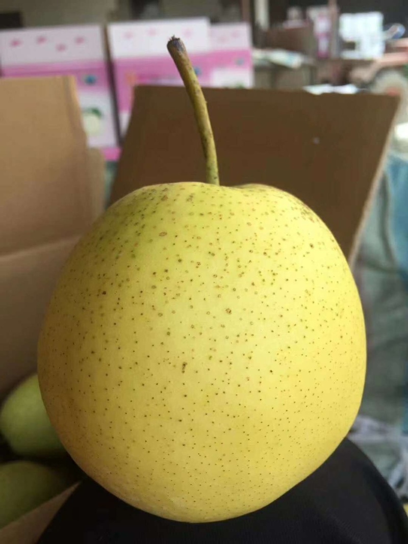 赵县雪梨**电商市场批发超市中高低档次大量有货速联系