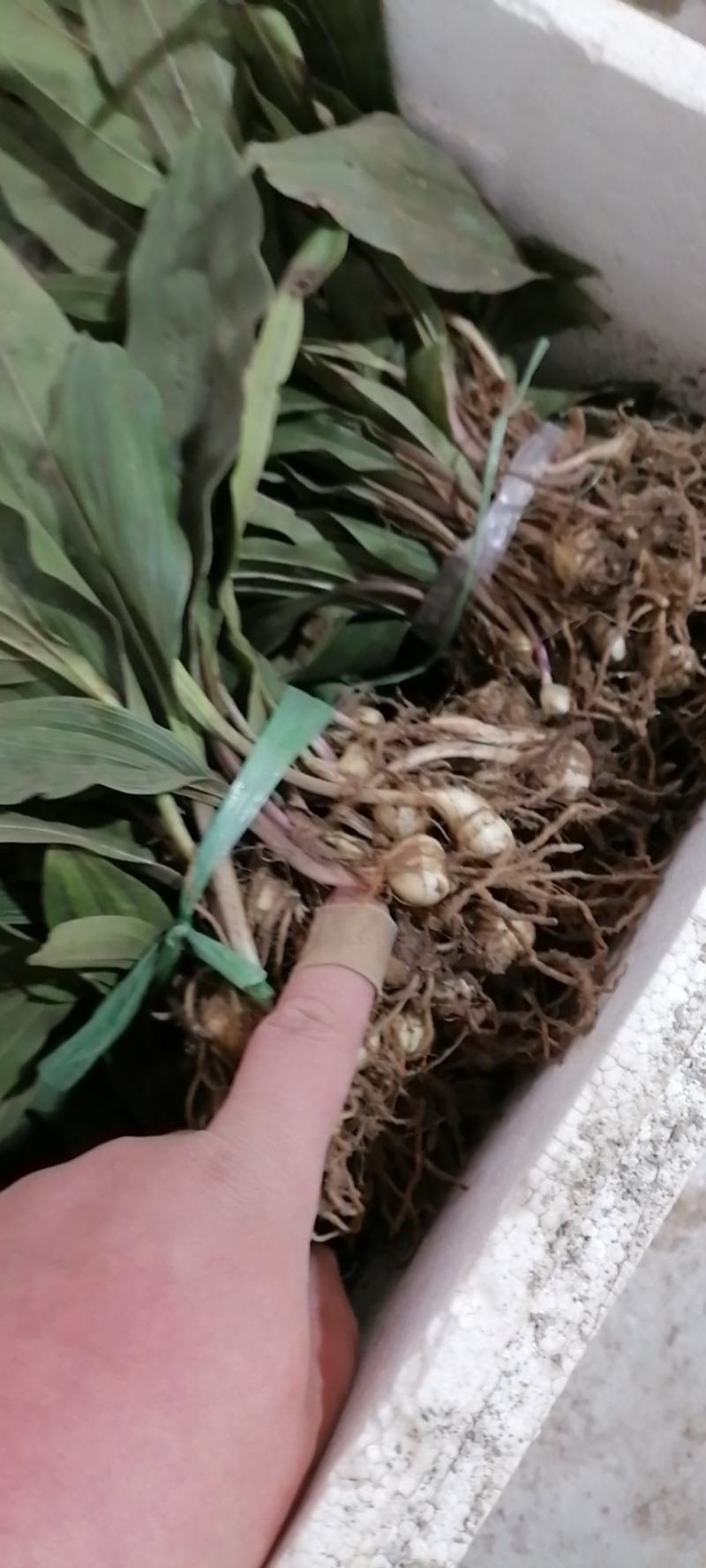 毛慈菇种苗，陕西宽叶毛慈菇苗子，质量保证，一手货源