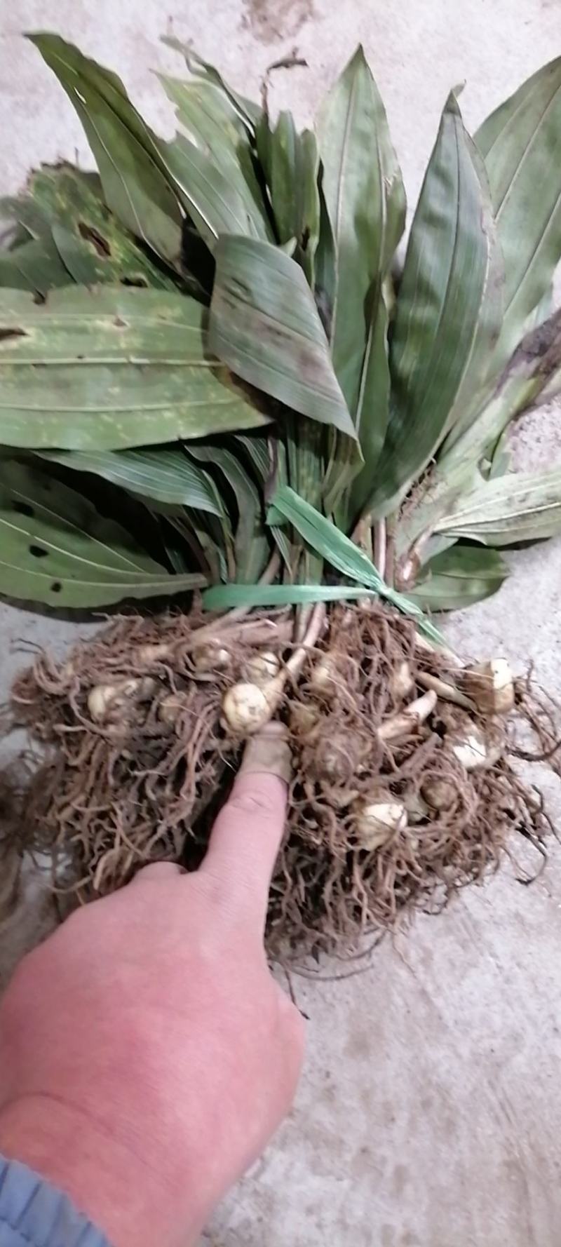 毛慈菇种苗，陕西宽叶毛慈菇苗子，质量保证，一手货源