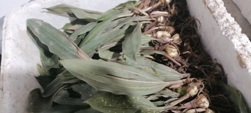 毛慈菇种苗，陕西宽叶毛慈菇苗子，质量保证，一手货源