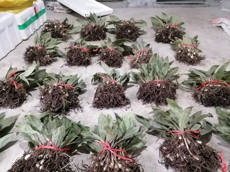 毛慈菇种苗，陕西宽叶毛慈菇苗子，质量保证，一手货源