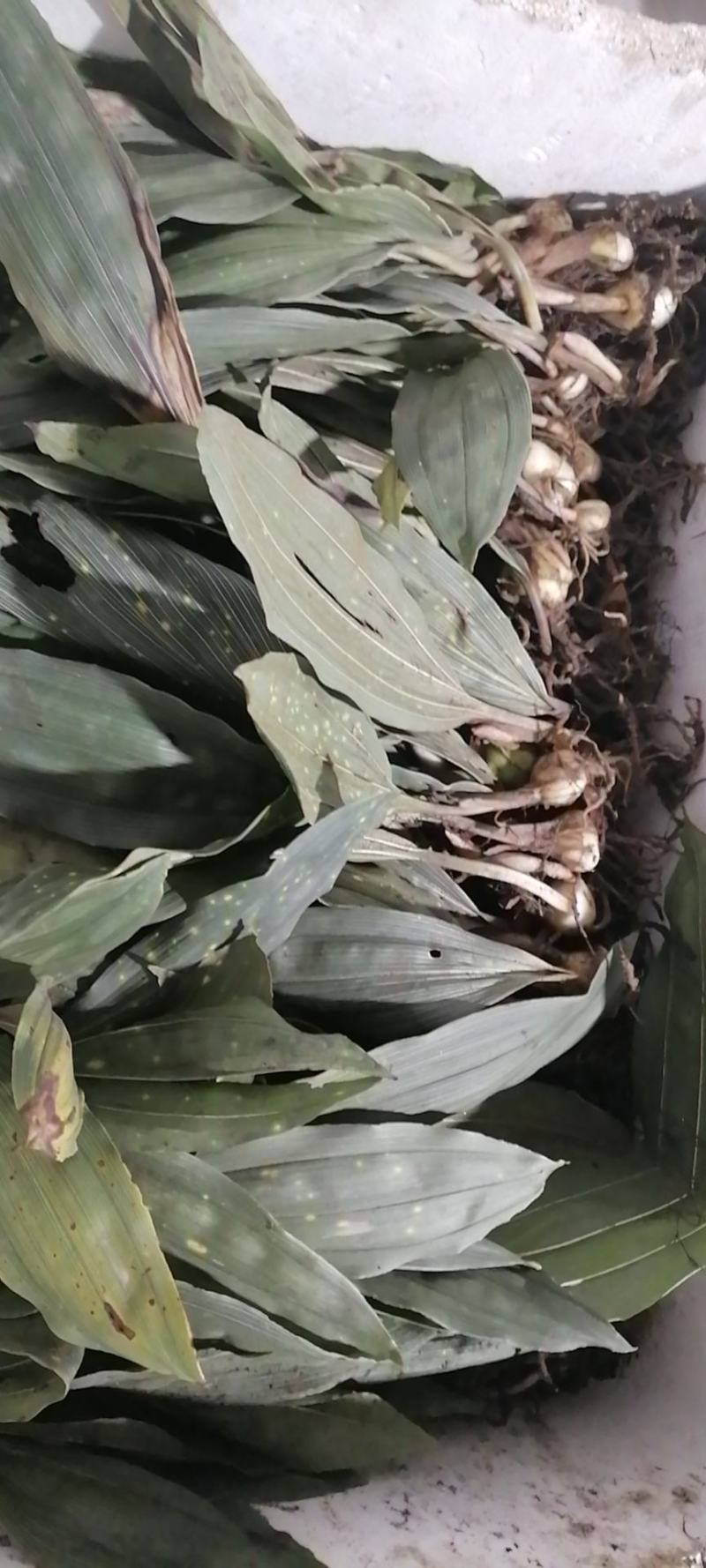 毛慈菇种苗，陕西宽叶毛慈菇苗子，质量保证，一手货源