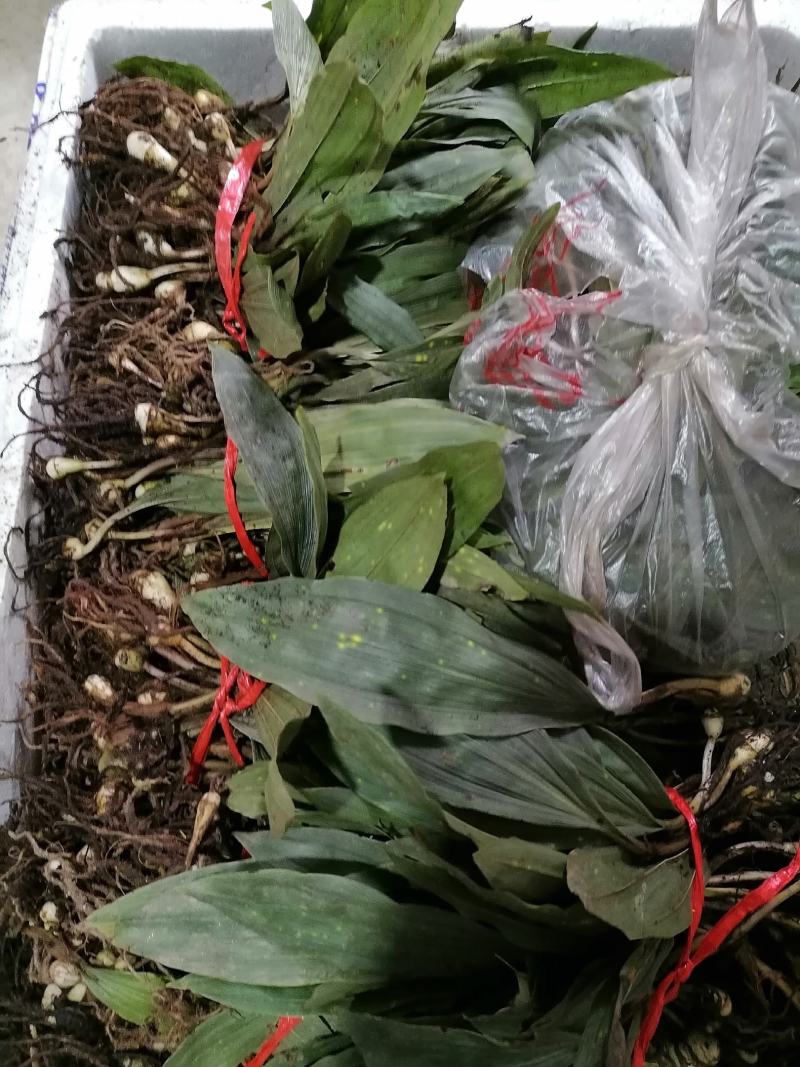 毛慈菇种苗，陕西宽叶毛慈菇苗子，质量保证，一手货源