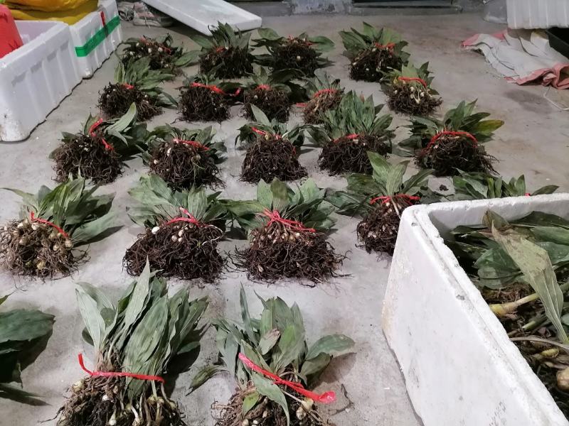 毛慈菇种苗，陕西宽叶毛慈菇苗子，质量保证，一手货源