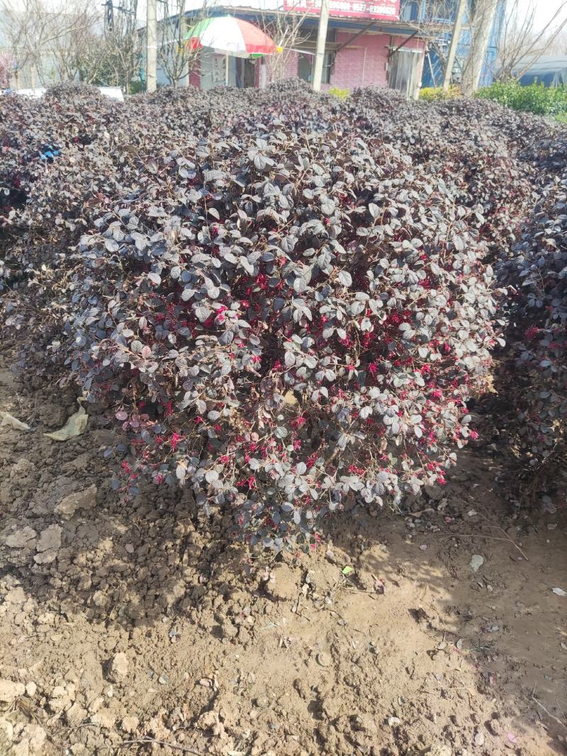江苏精选红花继木球，红花继木大（小）杯苗产地批发