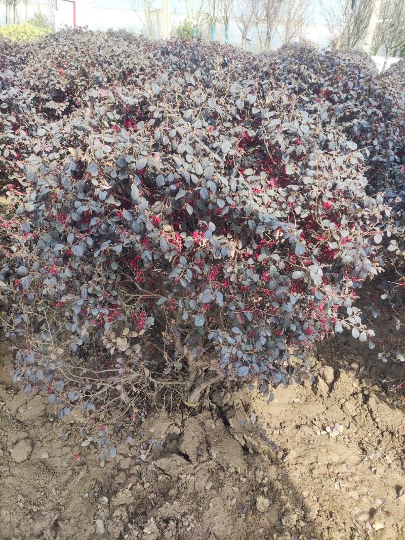 江苏精选红花继木球，红花继木大（小）杯苗产地批发