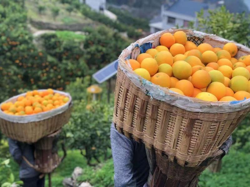 夏橙，精品夏橙挂树鲜果，货源充足，看货订园，现场采摘