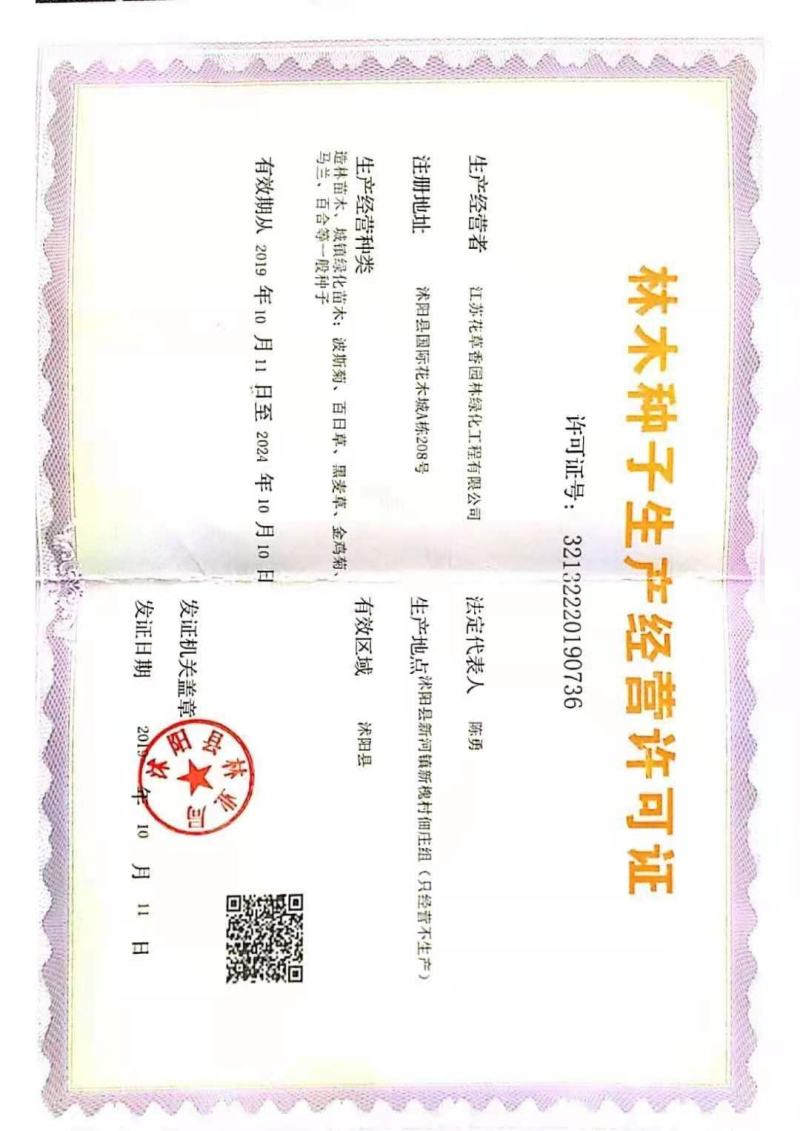 粉黛乱子草种子网红草花种籽子毛芒乱子草多年生花种子花种籽
