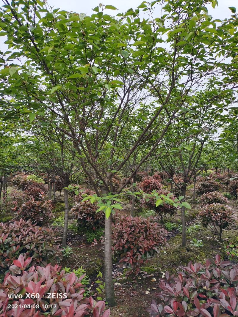 绿化苗木浪漫樱花