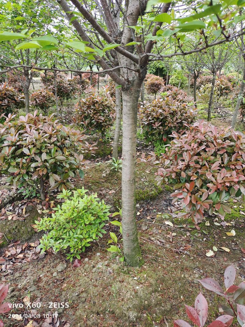 绿化苗木浪漫樱花