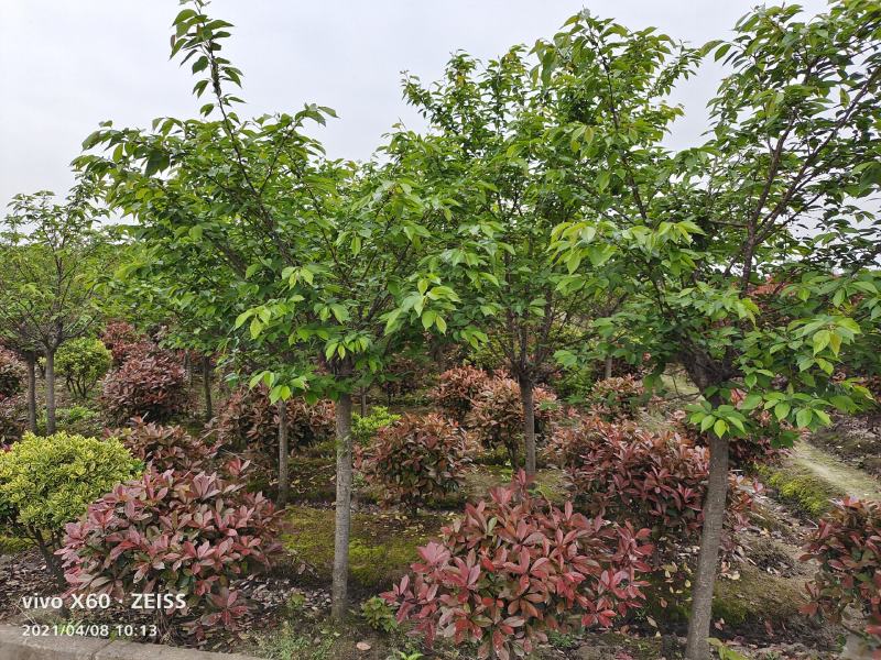 绿化苗木浪漫樱花