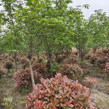 绿化苗木浪漫樱花