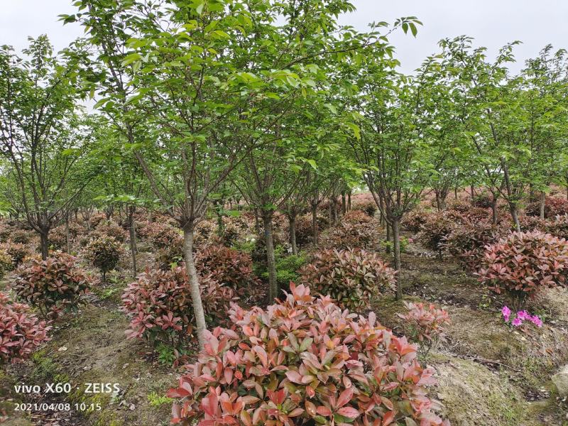 绿化苗木浪漫樱花