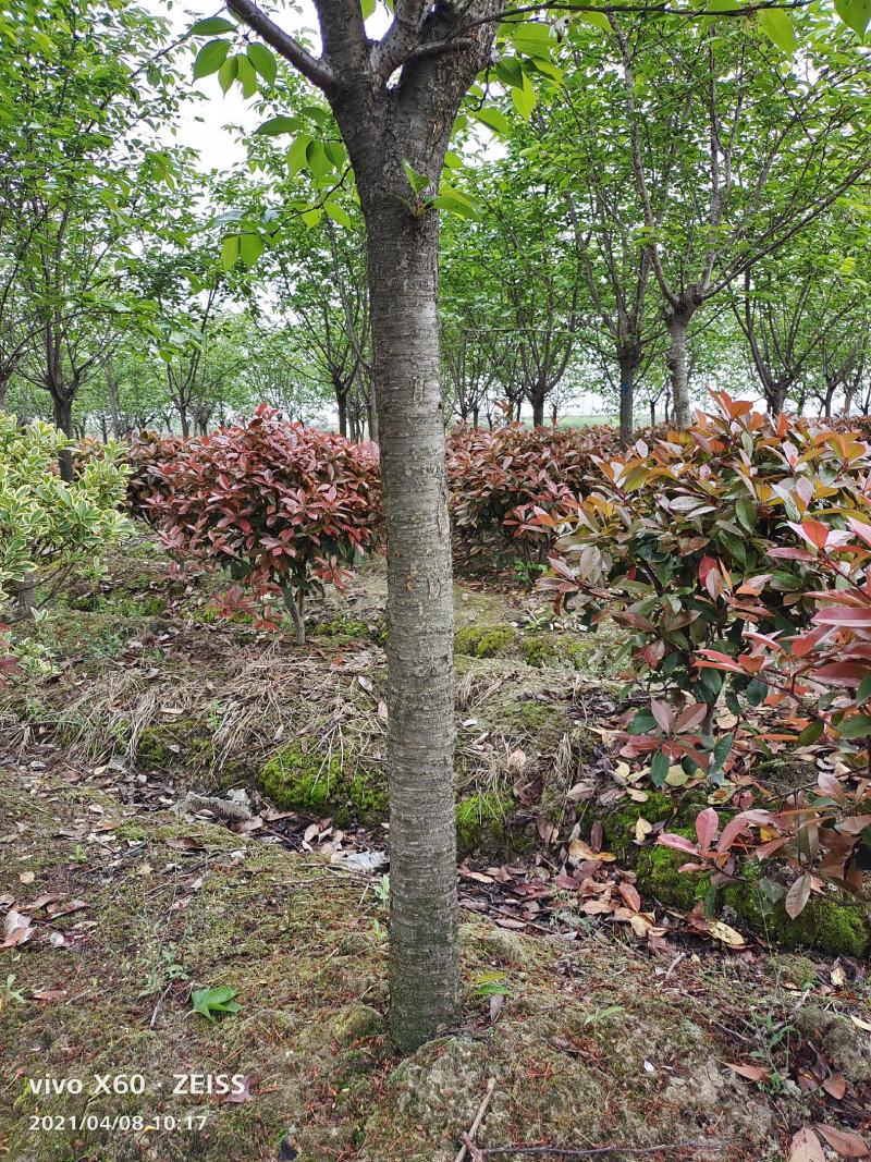 绿化苗木浪漫樱花