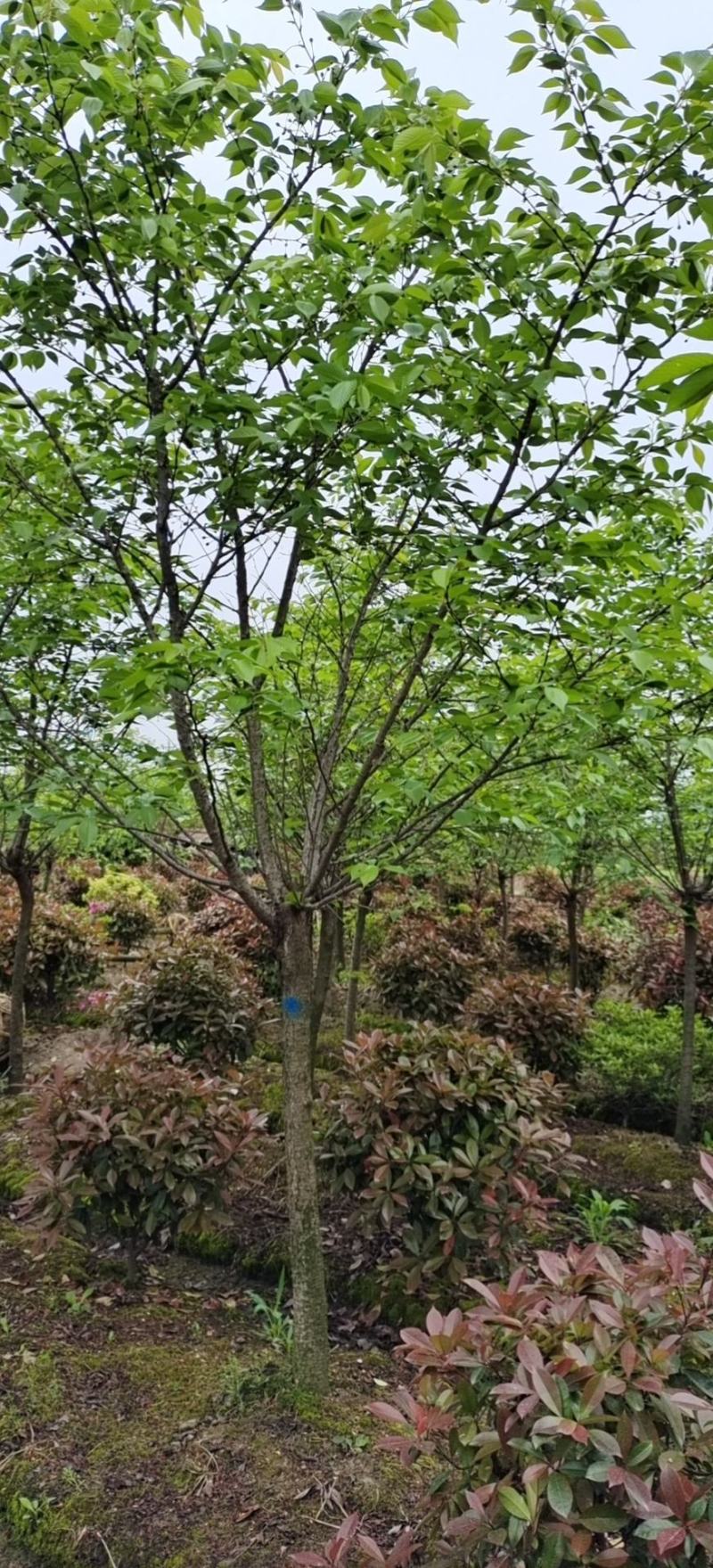 绿化苗木浪漫樱花