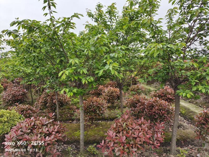 绿化苗木浪漫樱花